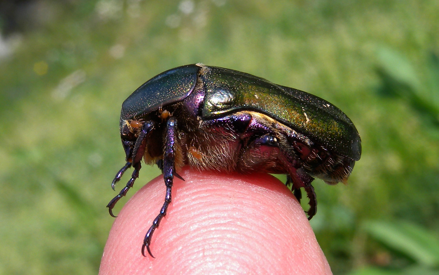 Cetonia sp.
